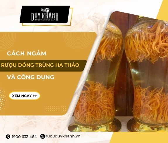 đông trùng hạ thảo ngâm rượu