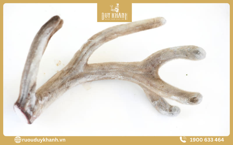 Nếu ngâm kết hợp đông trùng và nhung hươu thì thời gian ngâm tối thiểu 4 tháng