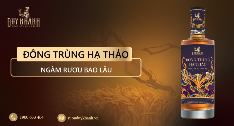 Đông trùng hạ thảo ngâm rượu bao lâu thì uống được