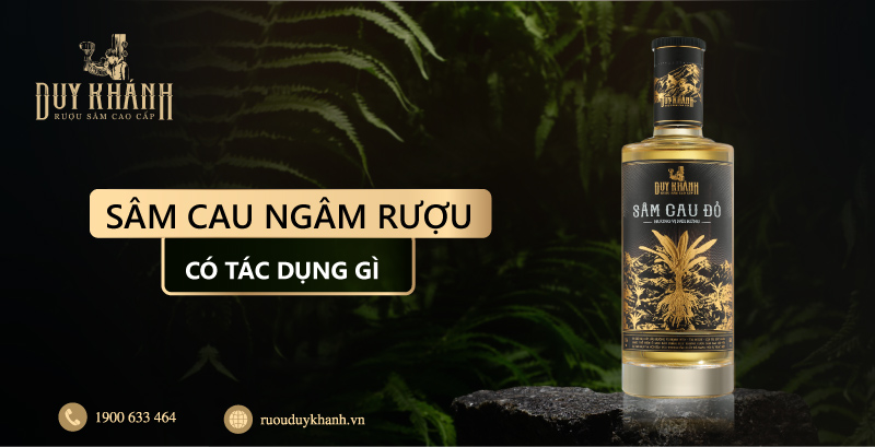 sâm cau ngâm rượu có tác dụng gì