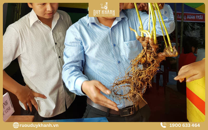 Sâm Ngọc Linh rừng chỉ sinh trưởng ở độ cao từ 1.500m