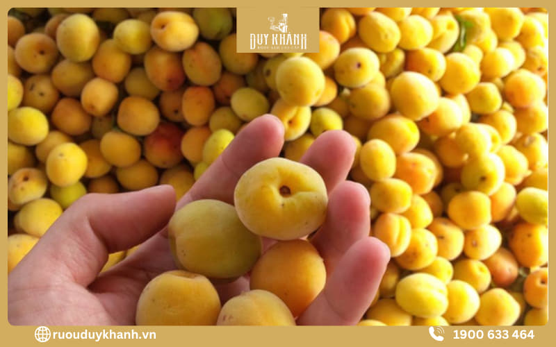 Nanko ume là loại mơ đặc sản của tỉnh Wakayam ở Nhật